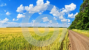 Rural landscape, banner - field of young wheat and country road