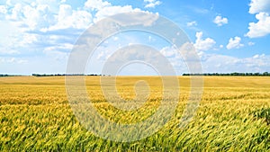 Rural landscape, banner - field of young wheat in the rays of the summer sun