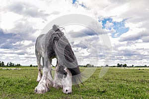 Rural landscape. Beautiful  Dutch Draft horse  grazing in a meadow in spring