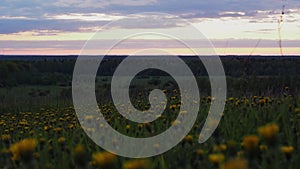 Rural landscape. A beautiful sunset over a field of dandelions and a forest stretching to the horizon.