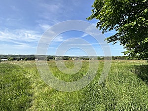 Rural landscape with, wild grasses, trees, and a bird of prey near, Wilsden, UK