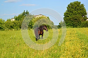Rural landscape with a black horse