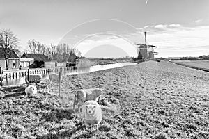 Rural landscape, in black-and-white color - view of a flock of sheep on the background of the mills