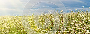 Rural landscape - blooming buckwheat field under the summer sky photo