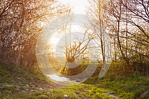 Rural landscape with bourn, blooming trees, sunny spring nature