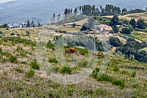 Rural landscape with cattle
