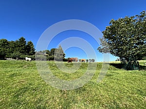Rural landscape, with cattle and old trees, in, Grindleton, Clitheroe, UK photo