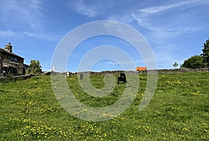 Rural landscape with cattle, on a sunny day near, Wilsden, Yorkshire, UK