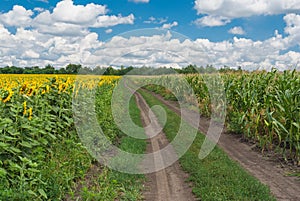 Rural landscape in central Ukraine