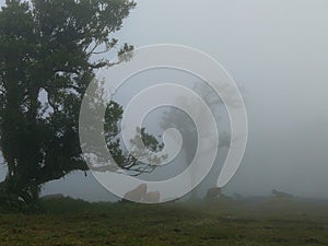 Rural landscape in Costa Rica. Day with haze photo