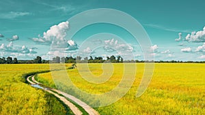 Rural Landscape With Country Road Between Oat And Canola Colza Rapeseed Field. Agricultural And Weather Forecast Concept