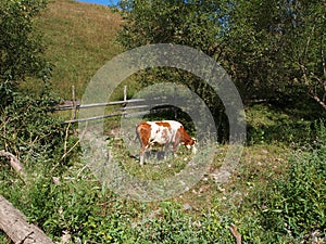 Rural landscape with cow in autumn colours somewhere in Transylvania Romania