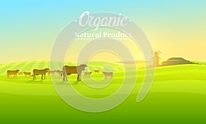 Rural landscape and cows. Farm Agriculture. Vector illustration. Poster with meadow, Countryside, retro village for info