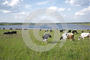 Rural landscape with cows on meadow near lake