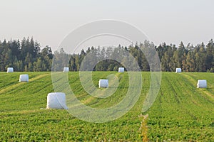 Rural landscape with cut hay packed in polyethylene.