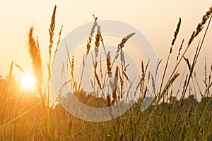 Rural landscape at dawn photo