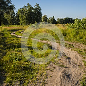 Rural landscape dirt road in the forest. Spring forest.