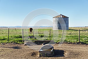 Rural landscape: drinker for animals, silo and lonely cow in field