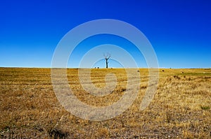 Rural landscape with dry grass and silhouette of dead tree