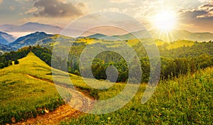 rural landscape with empty dirt road to coniferous forest through the grassy hillside meadow at sunset