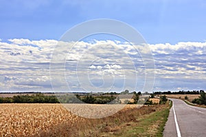 Rural landscape of an empty road near a corn field on an autumn day