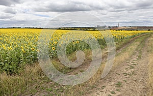 Rural landscape of empty road near sunflower field at summer day.