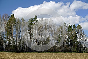 Rural landscape. Expanses of horizon forest. Plowed field.