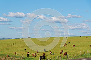 Rural landscape and extensive cattle ranching area