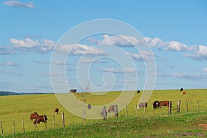 Rural landscape and extensive cattle ranching area