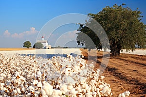 Rural landscape with farmer\'s cotton field