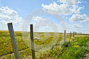 Rural Landscape with Fence Along Farmland