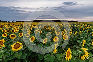 Rural landscape of field of blooming golden sunflowers while sunset