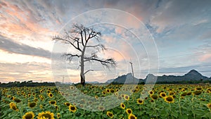 Rural landscape of field of blooming golden sunflowers while sunset in Thailand, time lapse scene