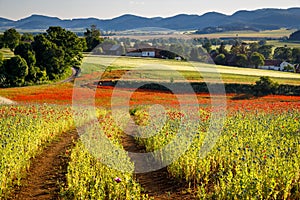 Rural landscape with a field of blooming poppies