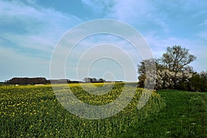 Rural landscape with a field of blooming rapeseed during spring on the island of Usedom