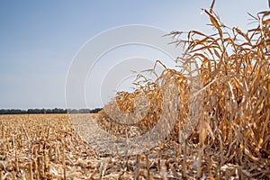 Rural landscape: Field of corn ready for harvest