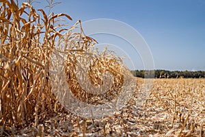 Rural landscape: Field of corn ready for harvest