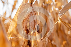 Rural landscape: Field of corn ready for harvest