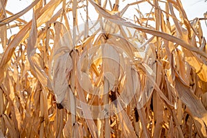 Rural landscape: Field of corn ready for harvest