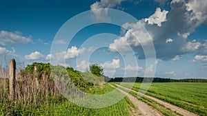 rural landscape. the field dirt road along bushes to the wood under the blue cloudy sky