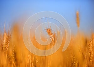 Rural landscape with a field of Golden wheat ears against a blue clear sky matured on a warm summer day