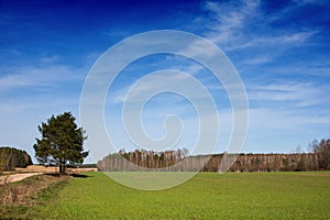 Rural landscape, field road and arable fields in spring