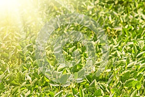 Rural landscape - field the soybean Glycine max in the rays summer sun