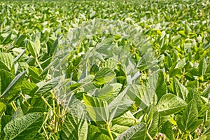 Rural landscape - field the soybean Glycine max in the rays summer sun