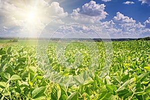 Rural landscape - field the soybean Glycine max in the rays summer sun