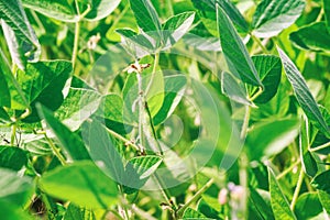 Rural landscape - field the soybean Glycine max