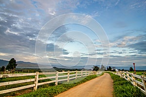 Rural landscape with field, trees, grass and cows. Ecologically clean area with blue sky and clouds