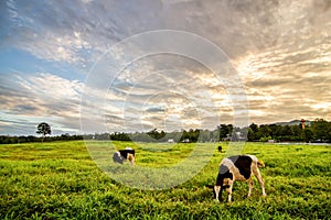 Rural landscape with field, trees, grass and cows. Ecologically clean area with blue sky and clouds