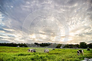 Rural landscape with field, trees, grass and cows. Ecologically clean area with blue sky and clouds