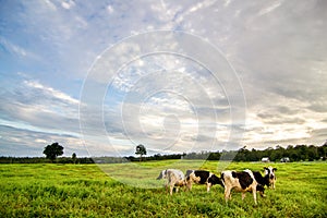 Rural landscape with field, trees, grass and cows. Ecologically clean area with blue sky and clouds